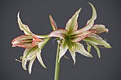 HIPPEASTRUM EMERALD