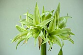 HIPPEASTRUM EVERGREEN