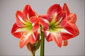 HIPPEASTRUM EXPOSURE