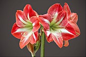 HIPPEASTRUM EXPOSURE