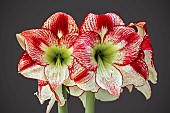 HIPPEASTRUM FLAMINGO QUEEN