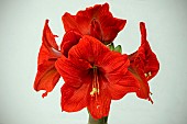 HIPPEASTRUM FLORIS HEKKER