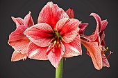 HIPPEASTRUM GERVAGE