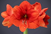 HIPPEASTRUM GOLD MEDIC