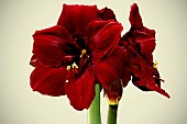 HIPPEASTRUM GRAND DIVA