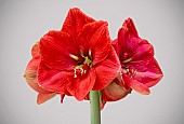 HIPPEASTRUM HERCULUS