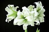 HIPPEASTRUM ICE QUEEN,