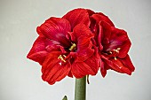 HIPPEASTRUM LION KING,