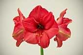 HIPPEASTRUM PINK SURPRISER