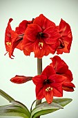 HIPPEASTRUM RAPIDO