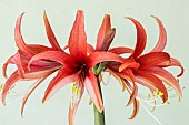 HIPPEASTRUM ROSE CYBISTER