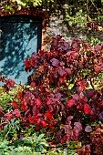 HYDRANGEA QUERCIFOLIA