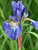 IRIS SIBERICA