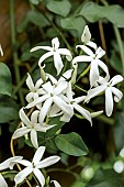 JASMINUM AZIROCUM