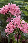 NERINE CHRISTMAS DREAMS