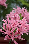 NERINE CHRISTMAS DREAMS