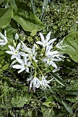 PANCRATIUM ILLYRICUM