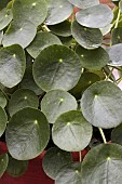 PILEA PEPEROMIOIDES