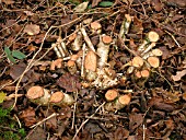 COPPICED CORYLUS AVELLANA