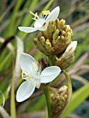 LIBERTIA GRANDIFLORA