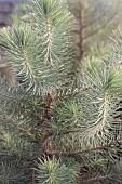 PINUS PINAE