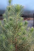 PINUS PINAE