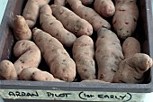 SOLANUM TUBEROSUM ARRAN PILOT