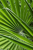 WASHINGTONIA ROBUSTA