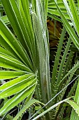 WASHINGTONIA ROBUSTA