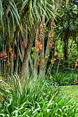 WATSONIA PILLANSII