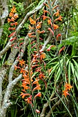 WATSONIA PILLANSII