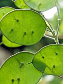 LUNARIA ANNUA (BIENNIS) SEED PODS,  HONESTY