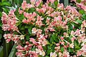 WEIGELA ALL SUMMER PEACH (SLINGPINK)