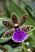 ZYGOPETALUM TROZY BLUE