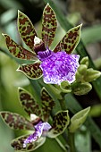 ZYGOPETALUM MACULATUM