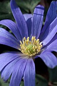 ANEMONE BLANDA