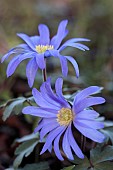 ANEMONE BLANDA