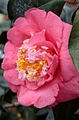 CAMELLIA JAPONICA R L WHEELER