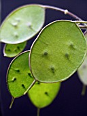 LUNARIA ANNUA (BIENNIS) SEED PODS,  HONESTY