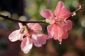 CHAENOMELES FLACONNET CHARLET