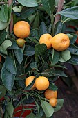 CITRUS X MICROCARPA