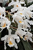 COELOGYNE CRISTATA GLACIER MINT