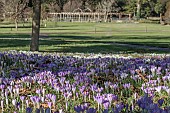 CROCUS TOMMASINANUS, AND PERGOLA