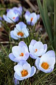 CROCUS BIFLORUS BLUE PEARL