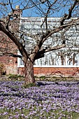 CROCUS TOMMASINIANUS