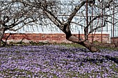 CROCUS TOMMASINIANUS