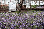 CROCUS TOMMASINIANUS