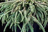 CRYPTOMERIA JAPONICA SPIRALIS