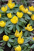 ERANTHIS HYEMALIS