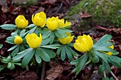 ERANTHIS HYEMALIS